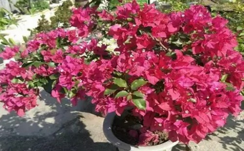 三角梅盆栽花期长吗