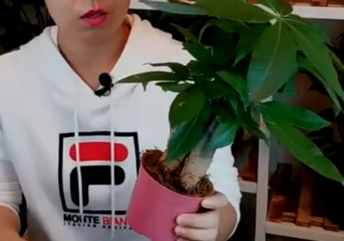 发财树怎么选购
