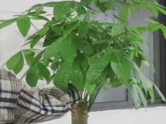 买发财树怎样挑选