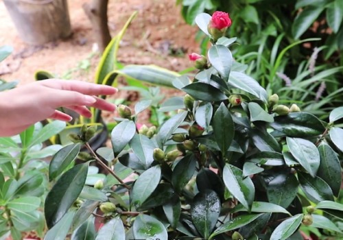 怎样选购茶花
