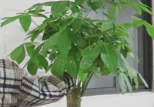 买发财树怎样挑选