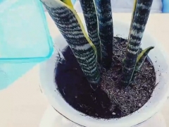 虎尾兰的生长环境