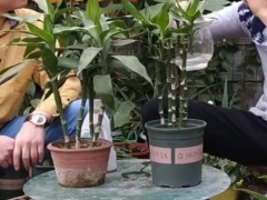 富贵竹水培好还是土培好