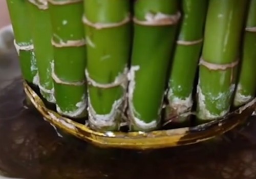 富贵竹耐冻吗