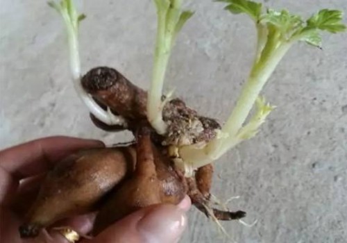 冬天大丽花刚发芽耐冻吗