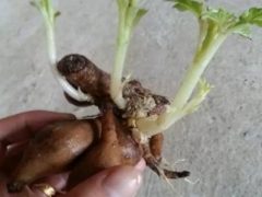 冬天大丽花刚发芽耐冻吗
