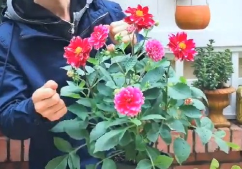 大丽花花期多长时间