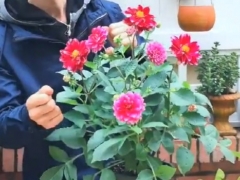 大丽花花期多长时间