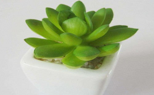 厚脸皮植物适合摆放在室内吗
