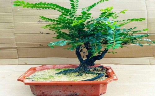 种植黑骨茶用深盆还是浅盆