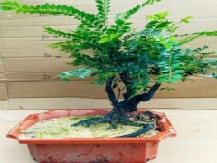 种植黑骨茶用深盆还是浅盆