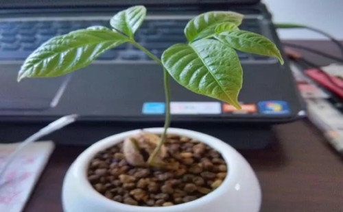 盆栽红毛丹种植的自然条件