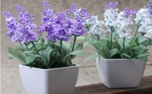 薰衣草什么时候开花 几月开花最漂亮