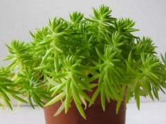 多肉佛甲草能入药吗
