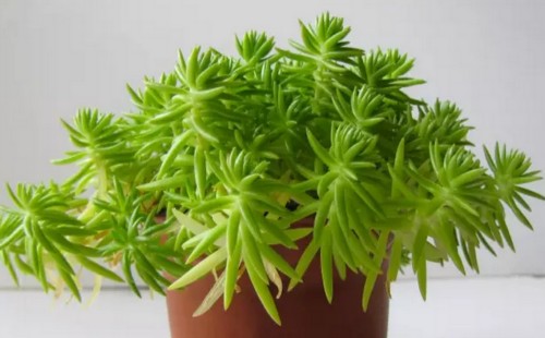 多肉佛甲草能入药吗
