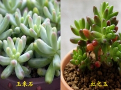 玉米石和虹之玉的区别