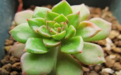 多肉植物蒂亚有毒吗