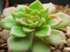 多肉植物蒂亚有毒吗