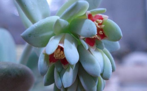 星美人什么季节开花