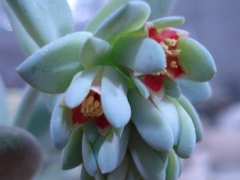 星美人什么季节开花