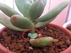 多肉长侧芽好还是不好