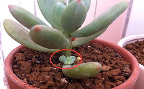 多肉长侧芽好还是不好