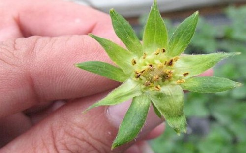 影响草莓花芽分化的因素