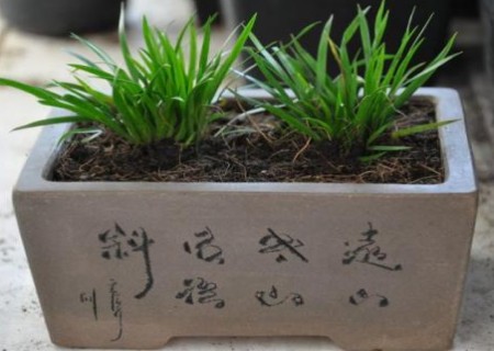 菖蒲能耐低温吗