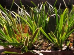 菖蒲开花吗