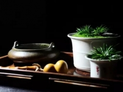 菖蒲什么品种最好