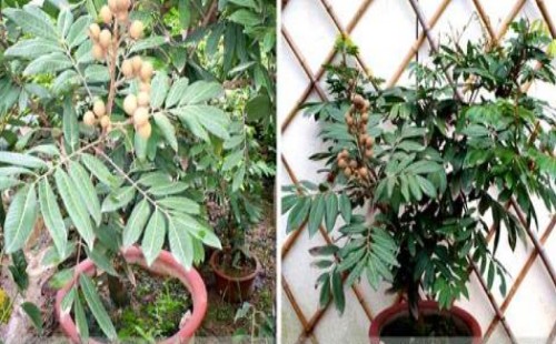 盆栽桂圆几年能结果