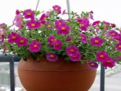 矮牵牛花期多长时间