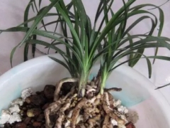 盆栽兰花多长时间倒盆比较好