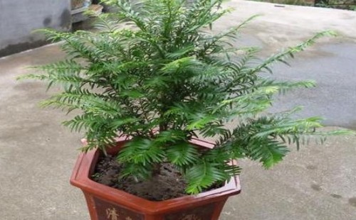 红豆杉裸根移植能活吗