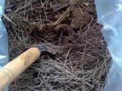 如何制作松针土 松针土如何发酵