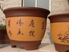 紫砂花盆适合养什么花