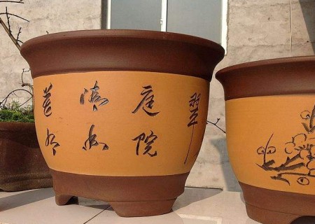 紫砂花盆适合养什么花