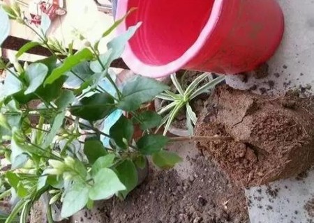 茉莉花盆栽注意事项