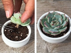 多肉植物上盆需要注意哪些操作要点