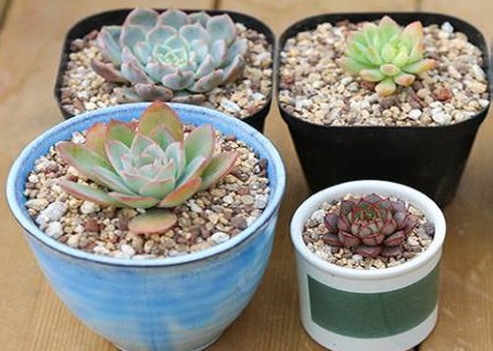 多肉植物上盆步骤5