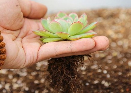 多肉植物上盆步骤2