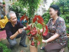 老年人养花的好处及适合养什么花