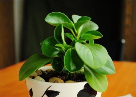 小花盆适合养什么花