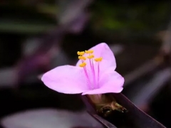 紫竹梅什么时候开花