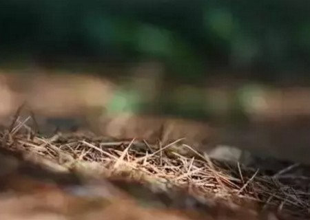 种花的土怎么配2