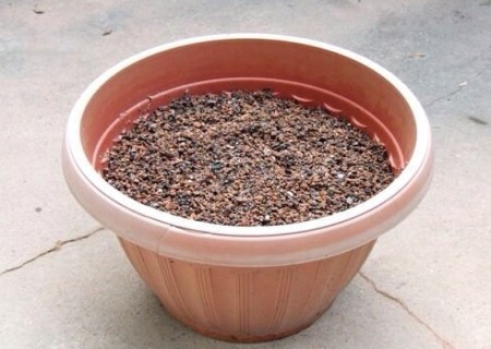 多肉植物煤渣配土方法9