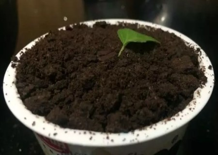 盆栽蟹爪兰用什么土