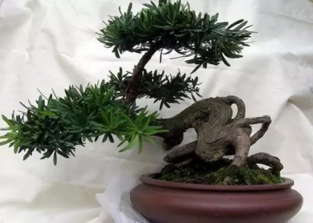 盆景创作的基本技艺