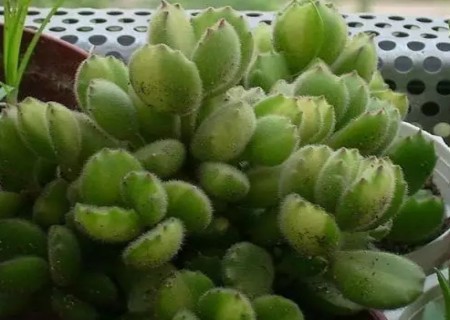 黄色熊童子