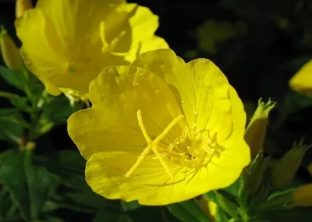 月见草什么时候开花2